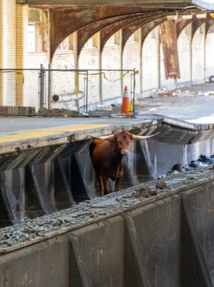 El toro corrió por las vías del tren de Nueva Jersey por lo que se debió interrumpir el servicio