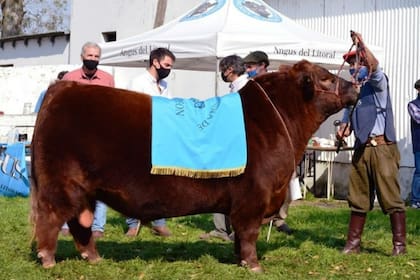 El toro cuando se consagró Gran Campeón Macho en la Expo Litoral