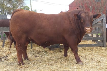 El toro de la raza Angus Puro Controlado fue vendido en casi $600.000 algo inusual en la categoría
