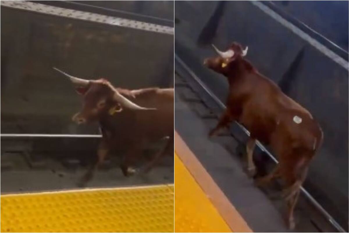 El toro fue visto la mañana de este jueves en las vías del tren cerca de la estación Penn de Newark, en Nueva Jersey