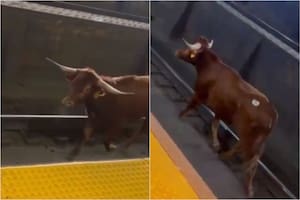 El toro fue visto la mañana de este jueves en las vías del tren cerca de la estación Penn de Newark, en Nueva Jersey