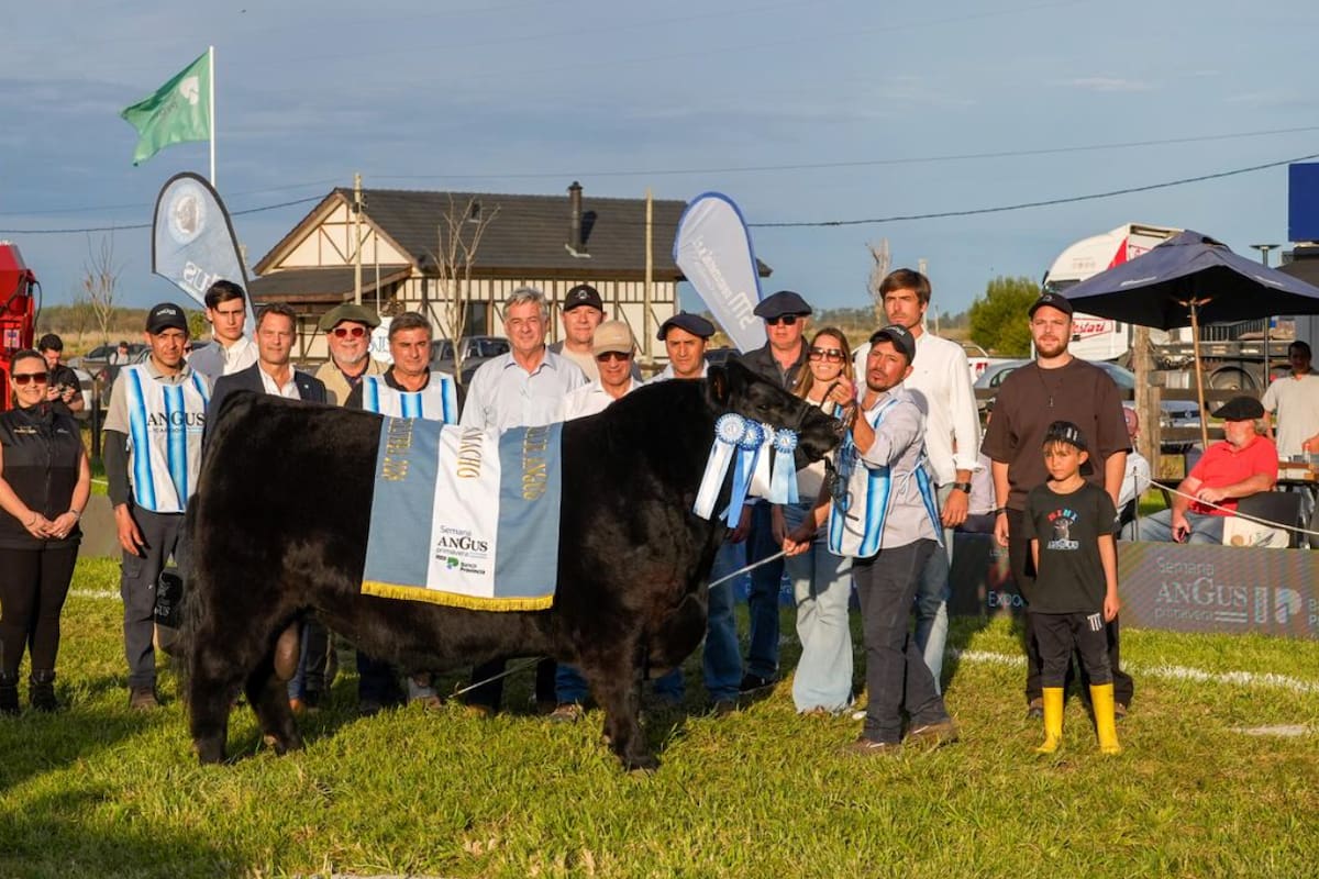 El toro “Josecito” de la cabaña Don Cholo fue el Gran Campeón Macho de la 47ª Exposición Nacional Angus de Primavera