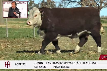 El toro Junín, un Polled Hereford puro de pedigree, se quedó con el precio máximo de la subasta, de 1.070.000 pesos