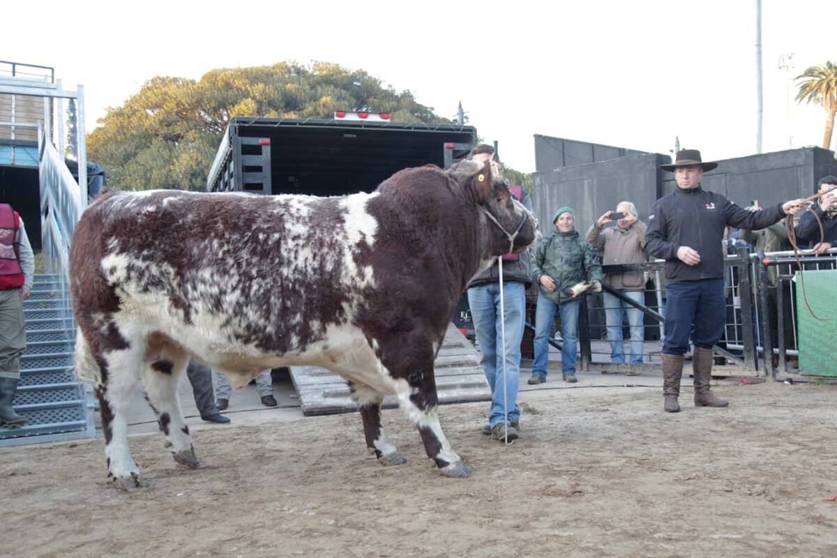 El toro Mercosur apenas descendió del camión que lo trajo