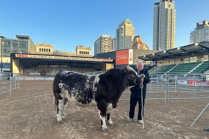 El toro Mercosur con su dueño, Héctor Eyherabide, en la pista central de la Exposición Rural de Palermo