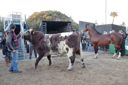 El toro Mercosur y el caballo Pericón