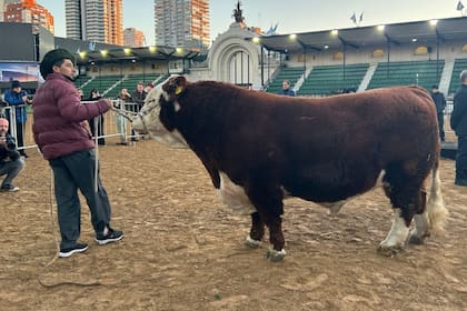 El toro "místico", el primero en la Exposición Rural de Palermo