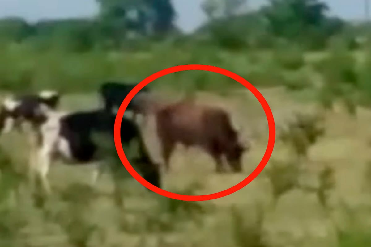 El toro que atacó al productor y dirigente del PRO