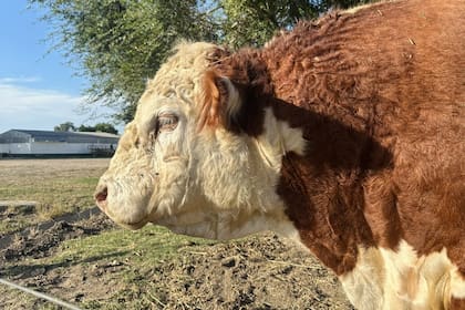 El toro se llama Machazo y es un reservado Gran Campeón