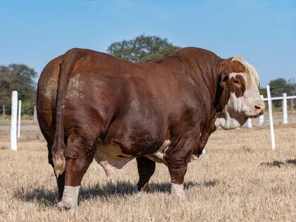 El toro tiene dos años y medio