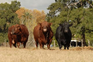 ¿Qué dice el precio del toro sobre el negocio ganadero?