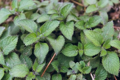 El toronjil es una hierba con múltiples beneficios para el cuerpo (Foto: Freepik)