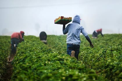 El trabajo agrícola es uno de los más populares entre extranjeros en Estados Unidos