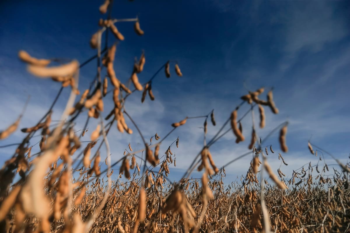 El trabajo busca determinar el diferencial arancelario que garantiza neutralidad y ausencia de transferencias intersectoriales