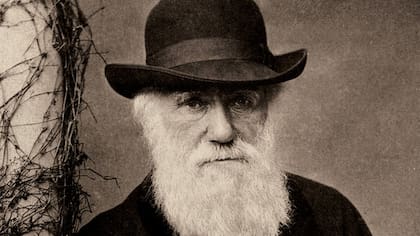 Darwin describió cómo las plantas se mueven para alejarse o acercarse a la luz