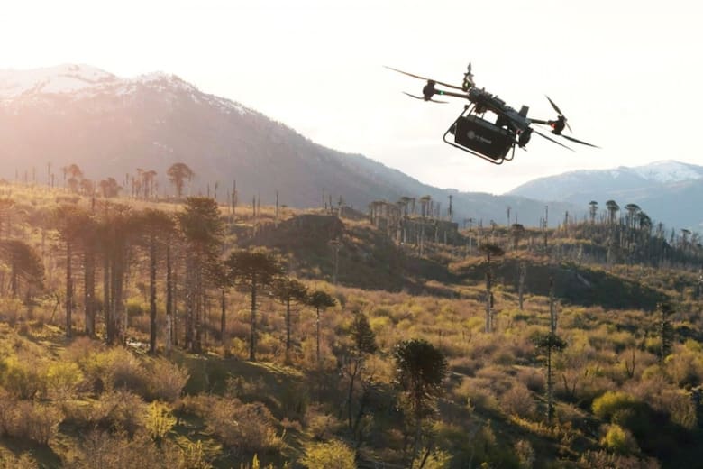 Tecnología y genética local: prueban siembra aérea con drones para reforestar el Parque Nacional Lanín