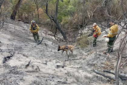 El trabajo de los peritos y un perro en parte del área arrasada por el fuego