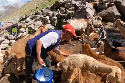 El trabajo de ordeñe inicia a las 6 de la mañana y abarca diariamente a más de 20 cabras lecheras
