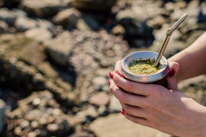 El trabajo demostró los beneficios de la yerba en la protección de las neuronas