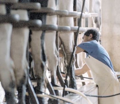 En CRA consideraron que la proyección del 6% de crecimiento “no se condice con la realidad productiva del sector y podría ser utilizada para perjudicar el precio que reciben los tamberos”