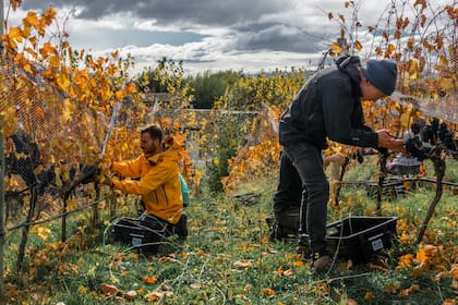 El trabajo en Viñas Nant y Fall