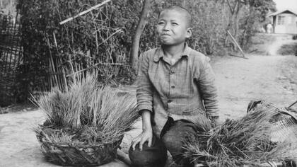 El trabajo infantil en el campo era habitual y la inmensa mayoría de campesinos carecía de tierras, pero esto cambió pronto, aportando un fuerte impulso al sector y a la economía de Taiwán.