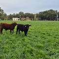 Un conocido experto en carnes dio con una fórmula que revolucionó la producción y cumplió un ambicioso objetivo