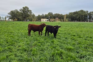 Un conocido experto en carnes dio con una fórmula que revolucionó la producción y cumplió un ambicioso objetivo