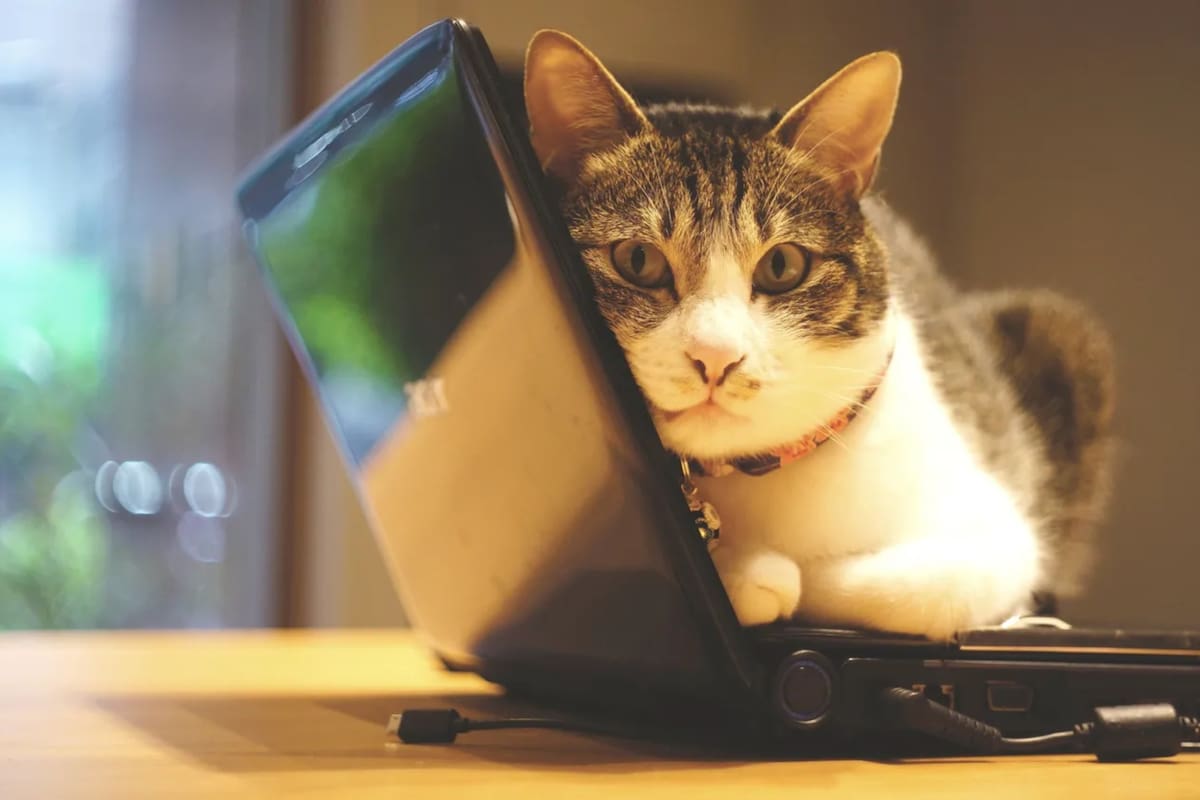 El trabajo remoto puede tener un impacto importante en las mascotas, especialmente en los gatos