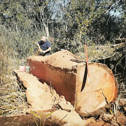 El trabajo también busca concientizar, plantando un árbol por cada uno que se utiliza (@barcoselva)