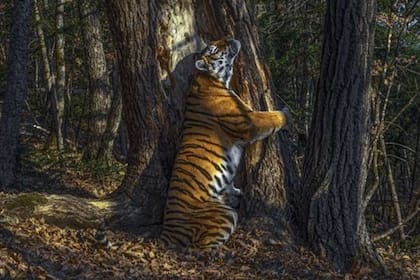 El tradicional concurso de fotografía registró asombrosas imágenes de la naturaleza y la ganadora fue la de un tigre del oriente de Rusia que abraza a un árbol y que, para los organizadores del evento "es como una pintura al óleo"