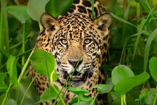 "El tráfico de partes de jaguar no es solo un problema de conservación, sino de crimen organizado", afirmó Andrea Crosta
