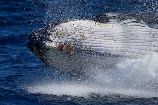 El tráfico de viajeros cede el paso a las ballenas jorobadas en la autopista australiana