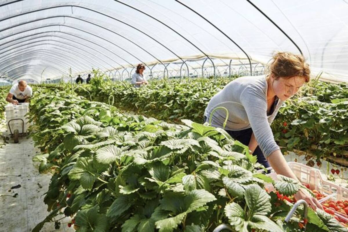 El transporte de alimentos se ha visto seriamente afectado por la escasez de personal.
