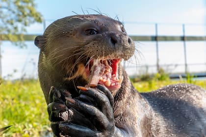 La nutria gigante nada y juega gran parte del tiempo de su estadía en el corral