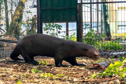 Alondra ya cazó sus primeros peces en el corral de presuelta