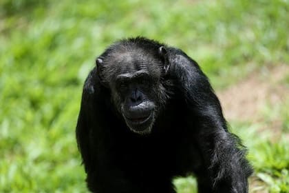 El traslado de la chimpancé Cecilia fue un hito en la transformación del predio