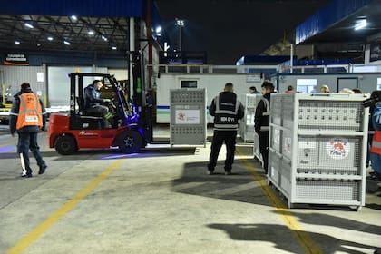El traslado de las jaulas de los felinos en Ezeiza, previo a los traslados a los santuarios
