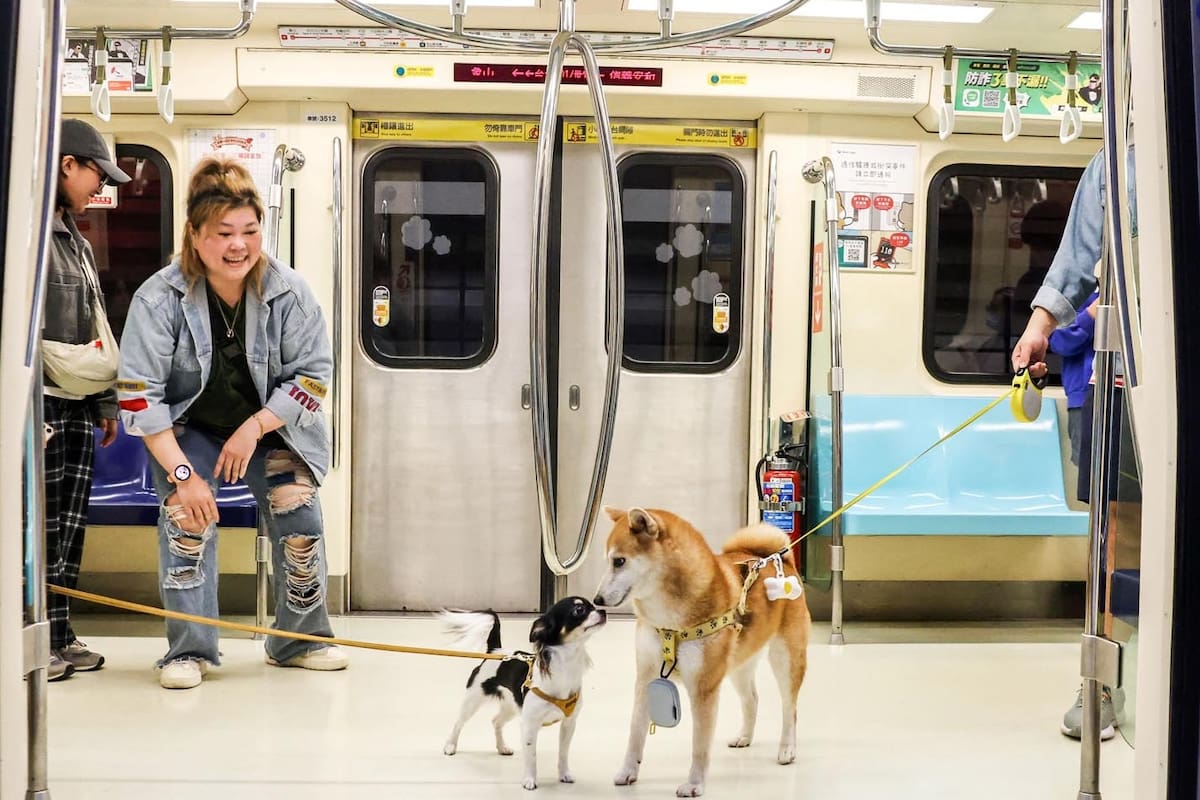 El traslado de mascotas en micros y trenes exige el uso permanente de un transportín cerrado