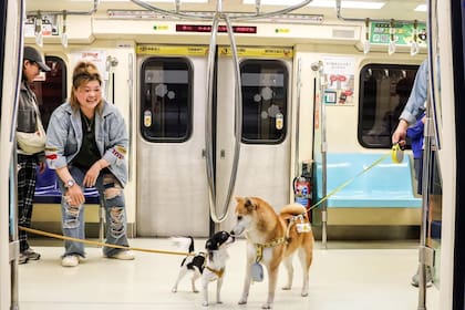 El traslado de mascotas en micros y trenes exige el uso permanente de un transportín cerrado