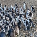 Denuncia contra el traslado de los 43 pingüinos de Magallanes del ex Aquarium de Mar del Plata