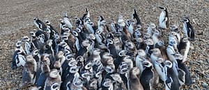 Denuncia contra el traslado de los 43 pingüinos de Magallanes del ex Aquarium de Mar del Plata