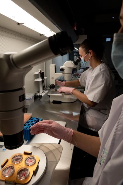 El trasplante embrionario puede hacerse in vitro o in vivo