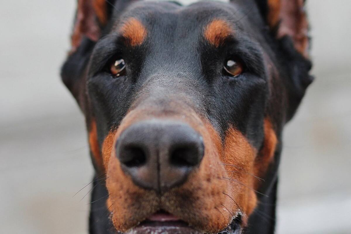 El tratamiento con cannabis administrado por vía oral ayudó al animal a estabilizarse