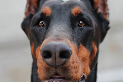 El tratamiento con cannabis administrado por vía oral ayudó al animal a estabilizarse