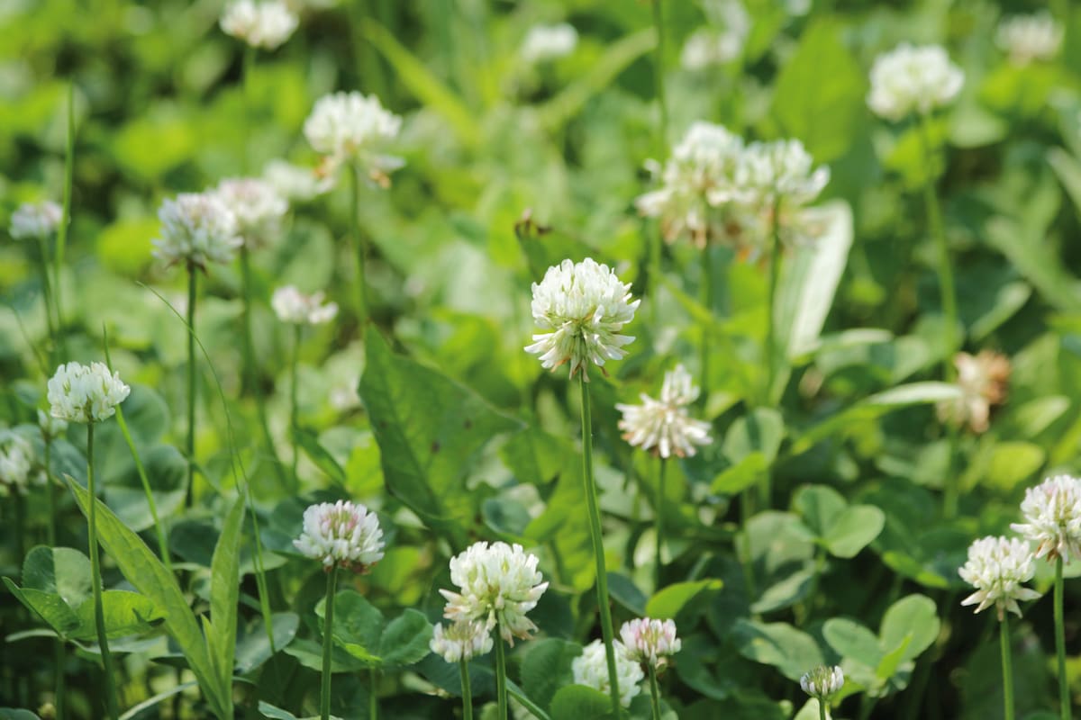 El trébol blanco es una maleza, pero muchos optan por dejarla crecer por su capacidad de fijar nitrógeno en el suelo.