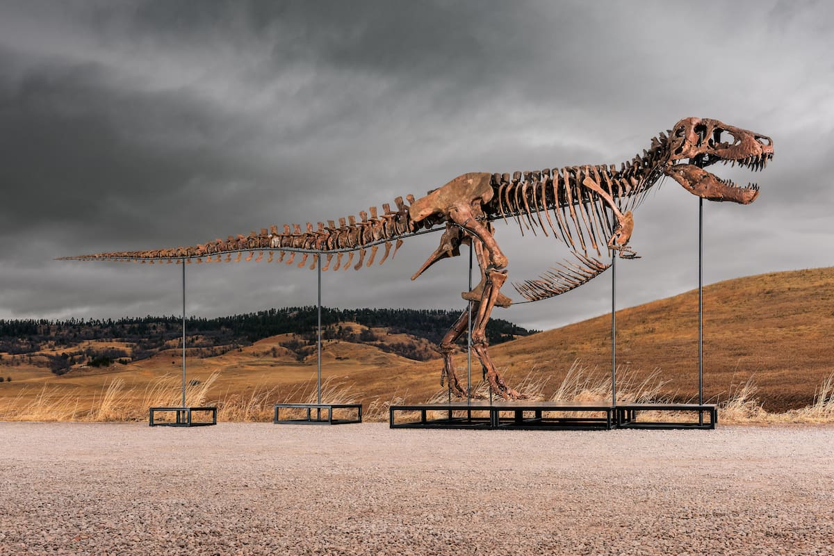 El T.rex "Gus" sale a subasta en julio, podría llegar a venderse por entre 20 y 30 millones de dólares