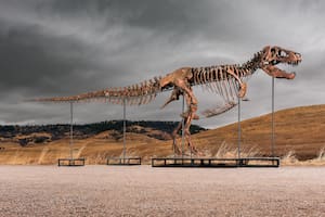 El T.rex "Gus" sale a subasta en julio, podría llegar a venderse por entre 20 y 30 millones de dólares