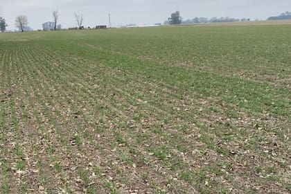 El “triángulo de oro” está integrado por Pergamino, Salto y Rojas