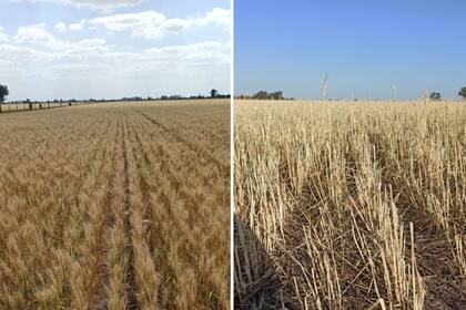 El trigo antes del granizo y después